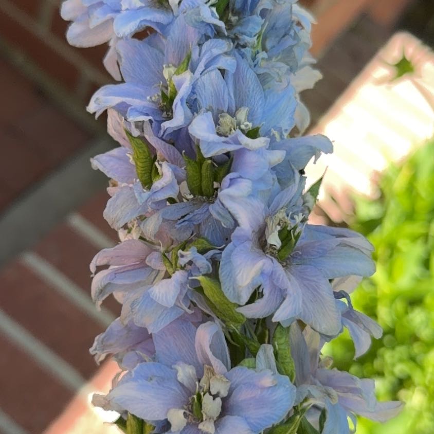 Photo of the plant species Jacob's Ladder by @JoyfulBlueelf36 named Leaf Erickson on Greg, the plant care app