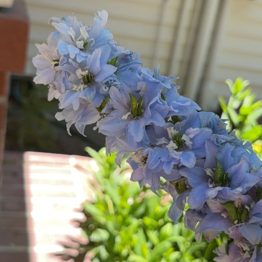 Photo of the plant species Jacob's Ladder by @JoyfulBlueelf36 named Clooney on Greg, the plant care app