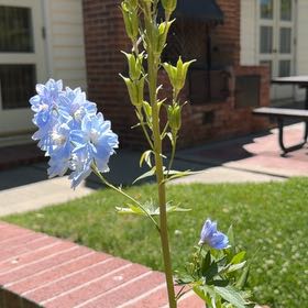 Photo of the plant species Spanish Bluebell by @JoyfulBlueelf36 named Pax on Greg, the plant care app