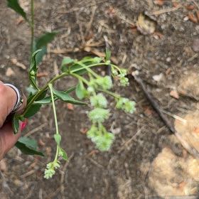 Photo of the plant species Poorman Pepperweed by @JoyfulBlueelf36 named Emerson on Greg, the plant care app