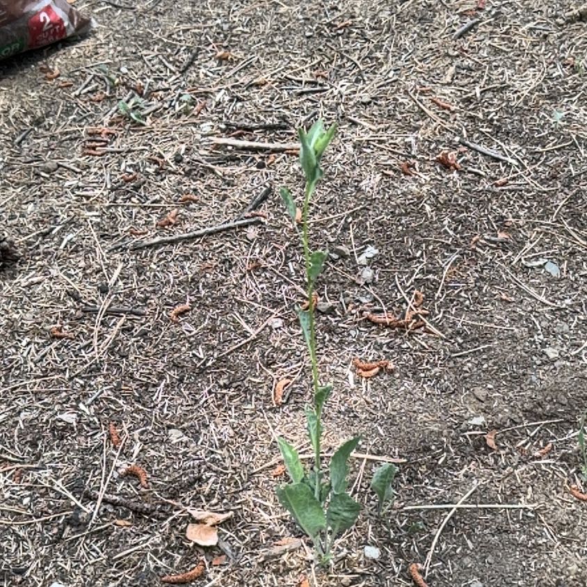 Photo of the plant species Pink Gaura by @JoyfulBlueelf36 named Sol on Greg, the plant care app