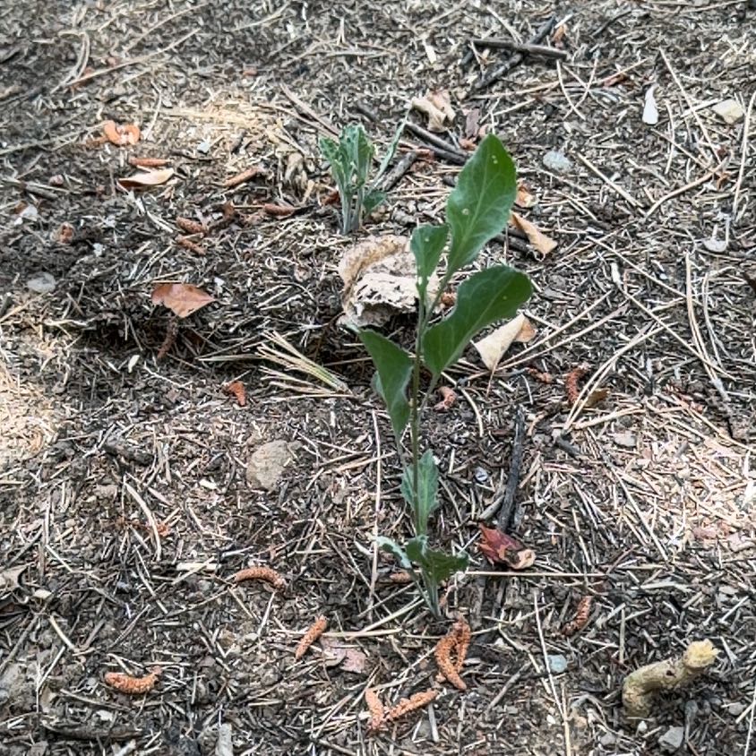 Photo of the plant species Eastern Baccharis by @JoyfulBlueelf36 named Walt on Greg, the plant care app