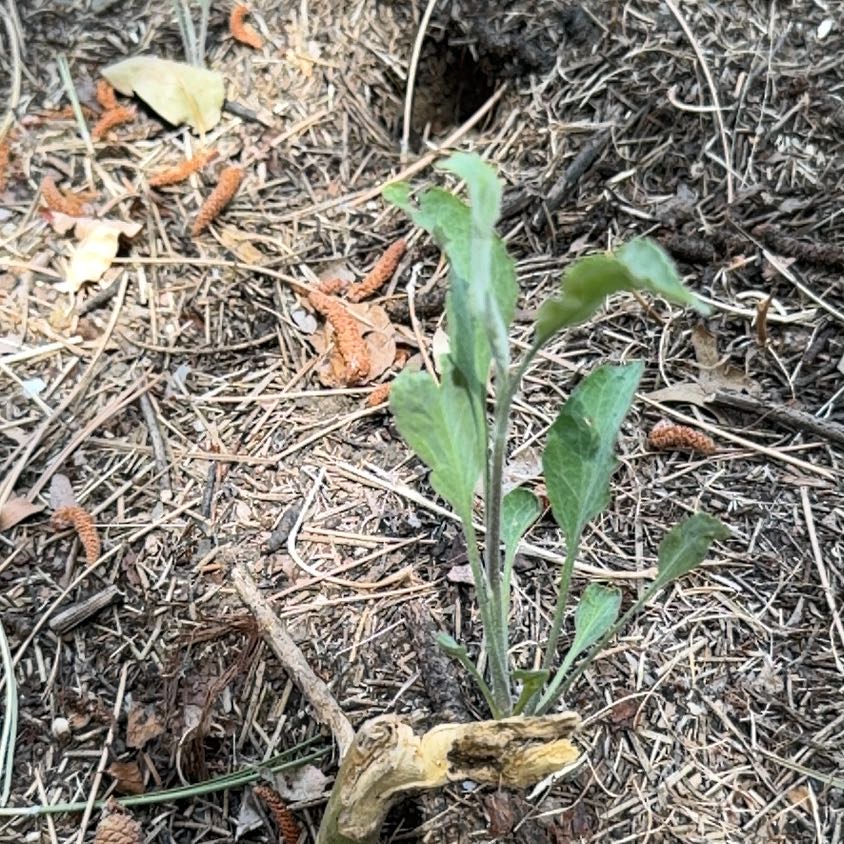 Photo of the plant species Ox-Eye Daisy by @JoyfulBlueelf36 named Mochi on Greg, the plant care app