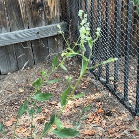 Photo of the plant species Mirabilis Nyctaginea by @JoyfulBlueelf36 named Kesha on Greg, the plant care app