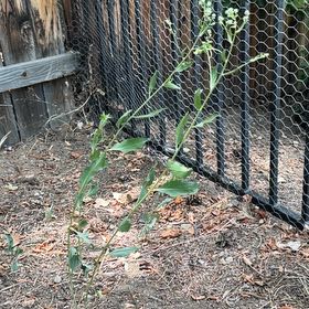 Photo of the plant species Oil Lettuce by @JoyfulBlueelf36 named Bieber on Greg, the plant care app