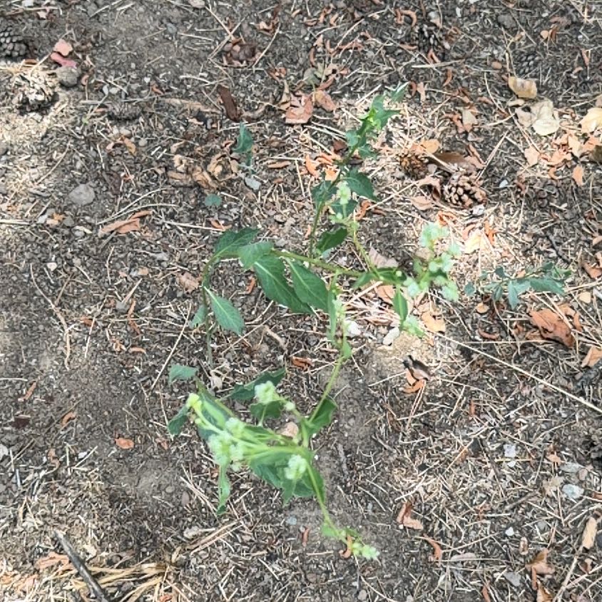 Photo of the plant species Mirabilis Nyctaginea by @JoyfulBlueelf36 named Sonora on Greg, the plant care app