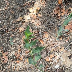Photo of the plant species Dalmatian Toadflax by @JoyfulBlueelf36 named Marley on Greg, the plant care app