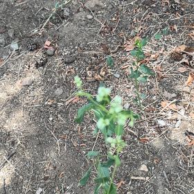 Photo of the plant species Mirabilis Nyctaginea by @JoyfulBlueelf36 named Stella on Greg, the plant care app