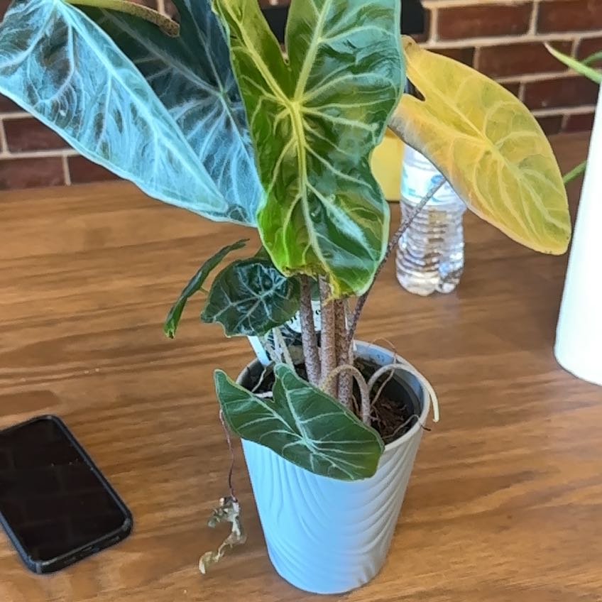 Photo of the plant species ivory coast by @FineAster70 named Homer on Greg, the plant care app