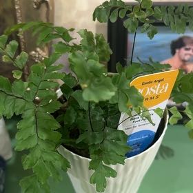 Photo of the plant species Black Rabbit's Foot Fern by @FineAster70 named Beckham on Greg, the plant care app