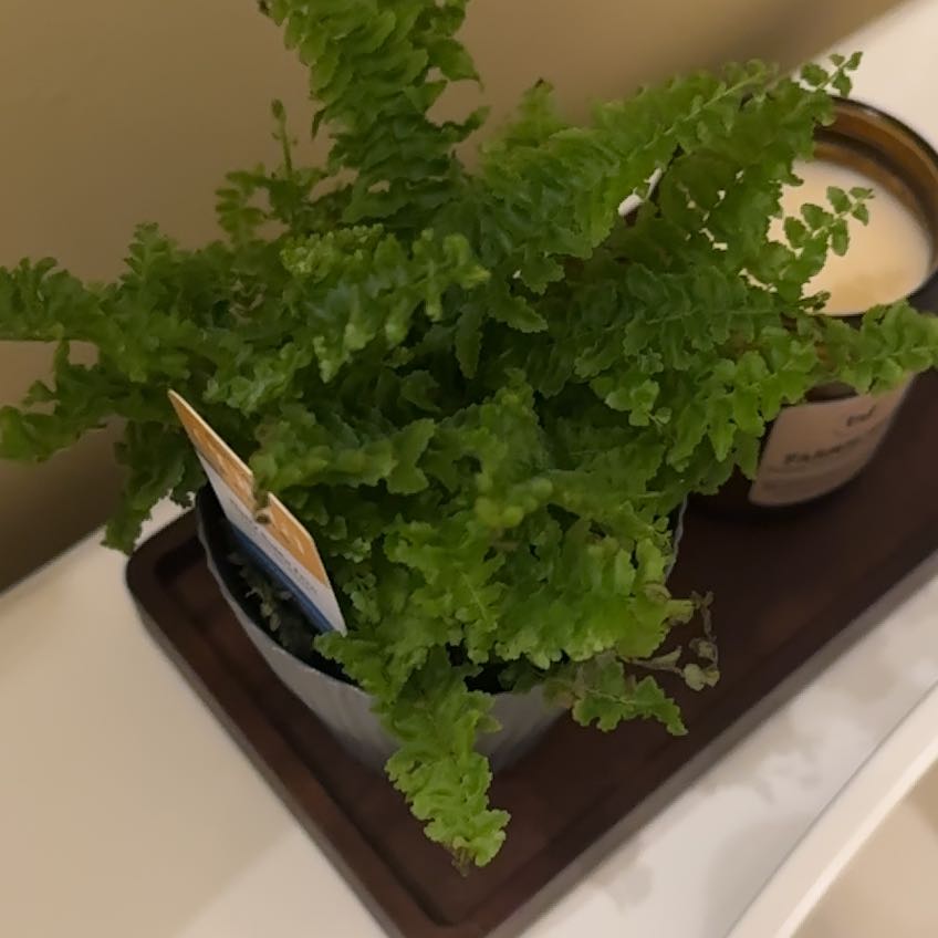 Photo of the plant species fluffy ruffle fern by @FineAster70 named Fernie Mac on Greg, the plant care app