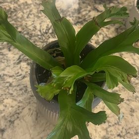 Photo of the plant species Fishtail fern by @FineAster70 named Fernie Saunders on Greg, the plant care app
