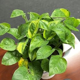 Photo of the plant species Lemon Top Pothos by @FineAster70 named Keanu Leaves on Greg, the plant care app