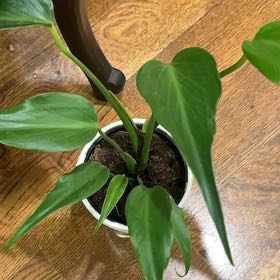 Photo of the plant species Burle Marx Flame Monstera by @FineAster70 named Gregarious on Greg, the plant care app