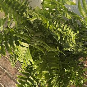 Photo of the plant species Macho Fern by @FineAster70 named Eva on Greg, the plant care app