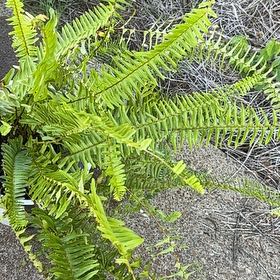 Photo of the plant species Emerald Queen Fern by @FineAster70 named Ronaldo on Greg, the plant care app