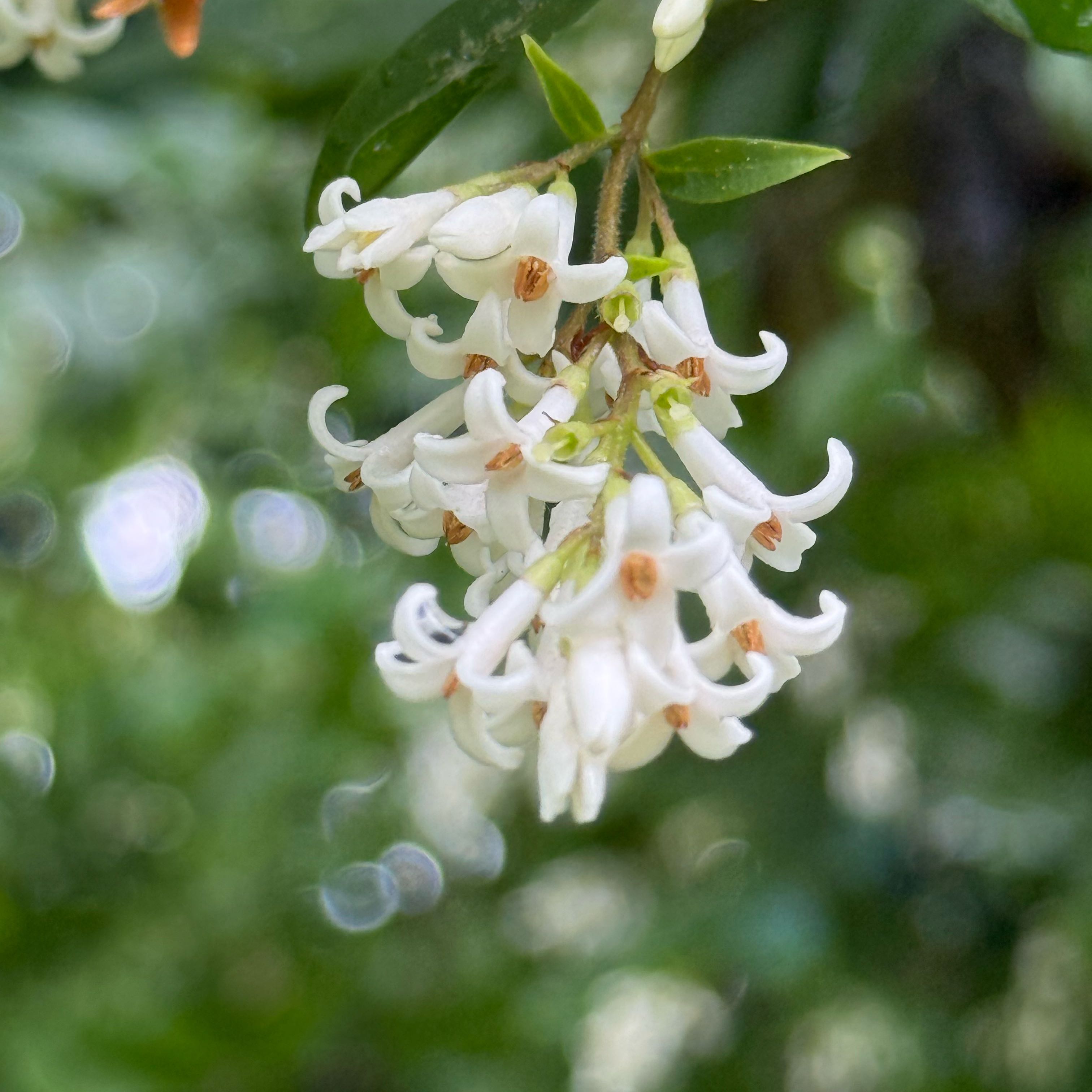 Photo of the plant species Wild Privet by @FitGreen15 named Miley on Greg, the plant care app