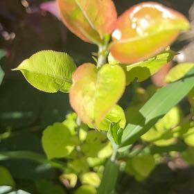Photo of the plant species Orange Balsam by @HotGasteria40 named Gregarious on Greg, the plant care app