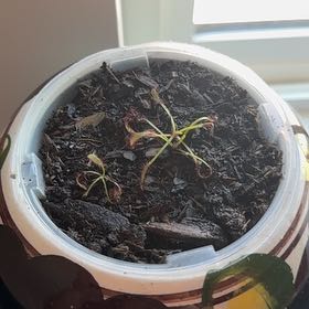 Photo of the plant species Cape Sundew by @ccgrl505 named Oscar 2 on Greg, the plant care app