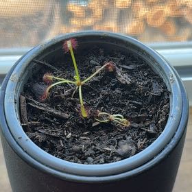 Photo of the plant species Cape Sundew by @ccgrl505 named Oscar 3 on Greg, the plant care app