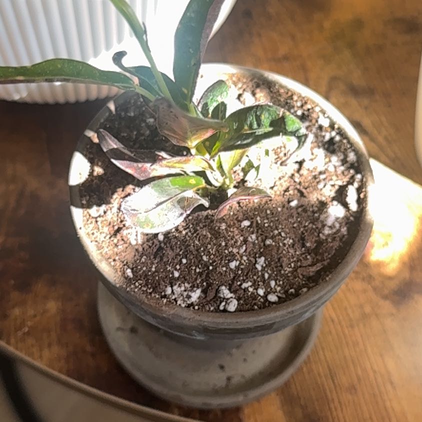 Photo of the plant species Red Banana Croton by @ccgrl505 named Luna on Greg, the plant care app