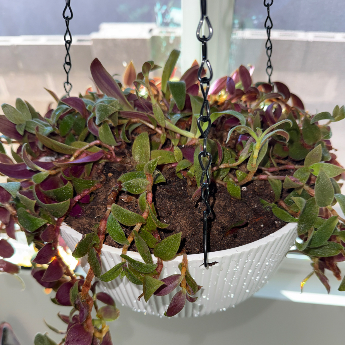Photo of the plant species Teddy Bear Vine by @ccgrl505 named Teddy on Greg, the plant care app