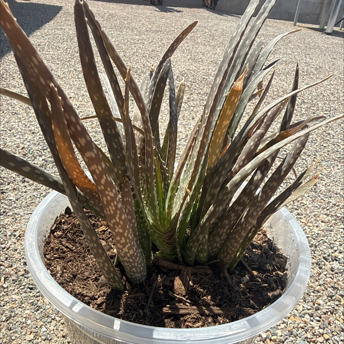 Photo of the plant species Soap Aloe 'Album' by @ccgrl505 named Sir on Greg, the plant care app
