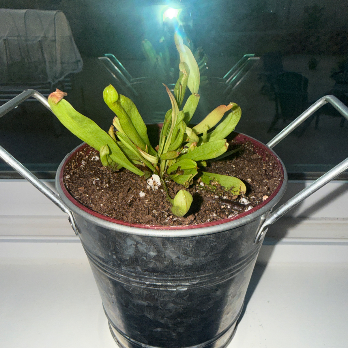 Photo of the plant species Yellow Trumpets by @ccgrl505 named Chuck on Greg, the plant care app