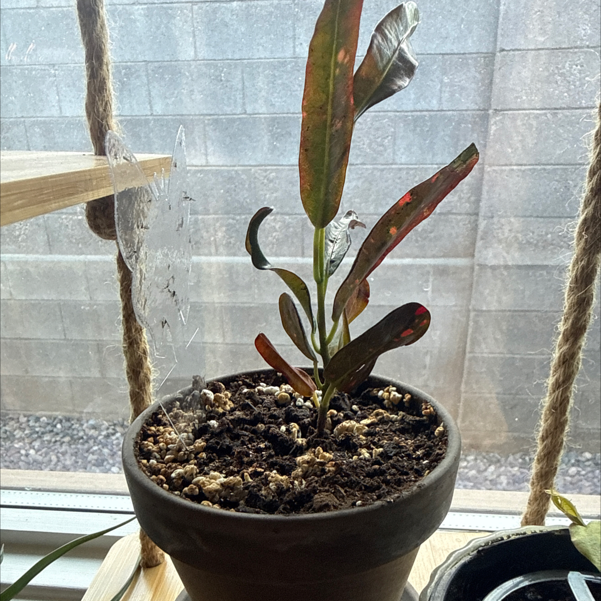 Photo of the plant species Red Banana Croton by @ccgrl505 named Luna on Greg, the plant care app