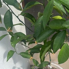Photo of the plant species Nules Clementine by @Shine named Apollo on Greg, the plant care app