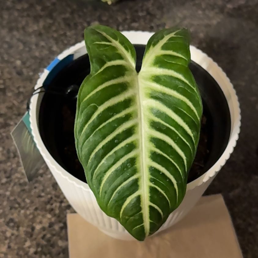 Photo of the plant species Caladium Iindenii by @RadAlula56 named Baesil on Greg, the plant care app