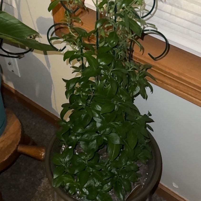 Photo of the plant species Candy Corn Plant by @RadAlula56 named Ronaldo on Greg, the plant care app