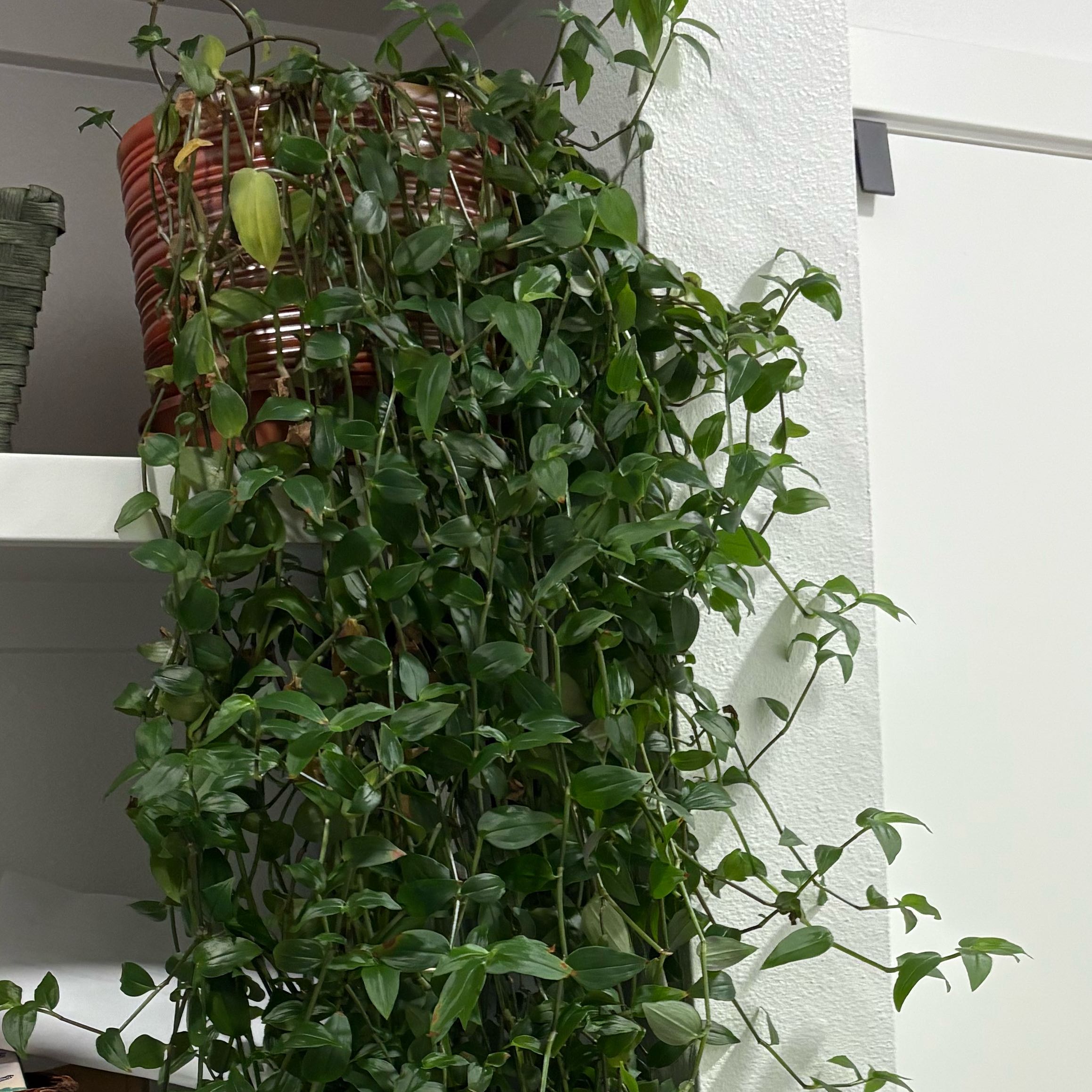 Photo of the plant species Tradescantia 'Maiden's Blush' by @PrettyHorsemint named Orwell on Greg, the plant care app