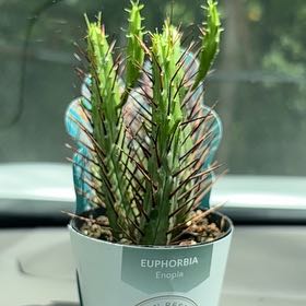 Photo of the plant species Euphorbia enopia by @HumorousSedum38 named Achilles on Greg, the plant care app