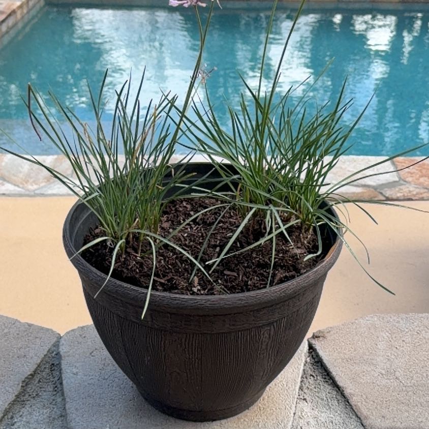 Photo of the plant species Society Garlic by @FunFuchsia40 named Huckleberry Fern on Greg, the plant care app