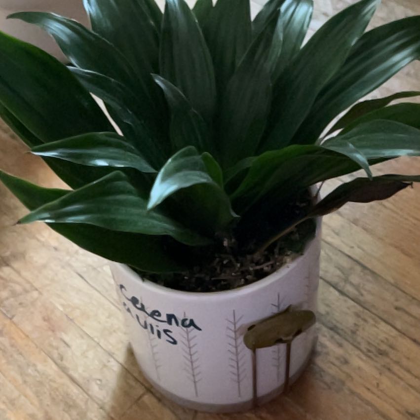 Photo of the plant species Dracaena acaulis by @FerventPilea42 named Jamie Tartt on Greg, the plant care app