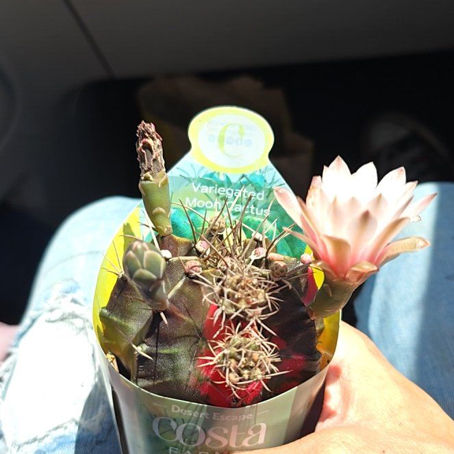 Photo of the plant species Variegated Moon Cactus by @BriskMymumrose named Denali on Greg, the plant care app