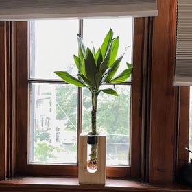 Plant care for Luck Of It All on Greg, the plant care app