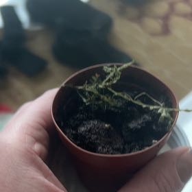 Photo of the plant species Rainbow moss, Peacock fern by @GemPlain56 named Terra on Greg, the plant care app