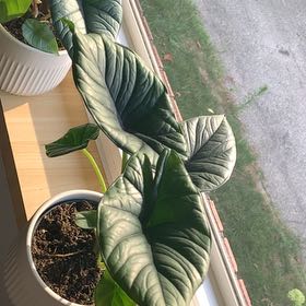 Photo of the plant species Alocasia Reginae Silver by @OpenlyLemon76 named Alocasia on Greg, the plant care app