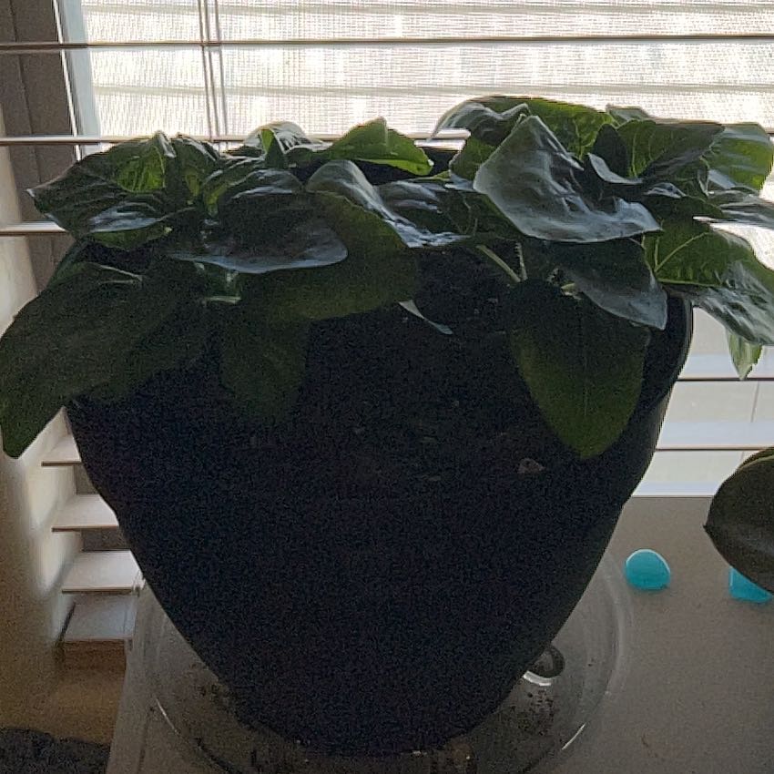 Photo of the plant species Dwarf Sunflower by @BelovedTorgrass named Lavender on Greg, the plant care app