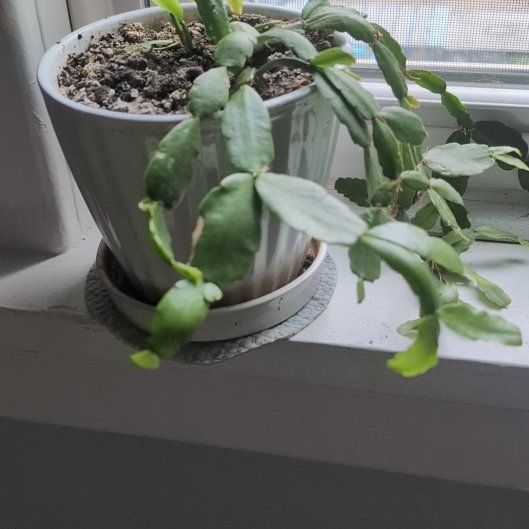 Photo of the plant species Christmas Cactus by @GladPurei72 named Wall-E on Greg, the plant care app