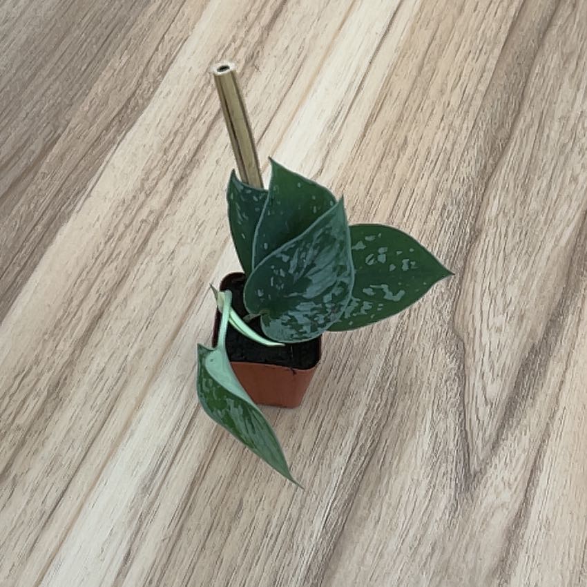 Photo of the plant species Scindapsus 'Silvery Anne' by @SocialPokaka48 named Miley on Greg, the plant care app