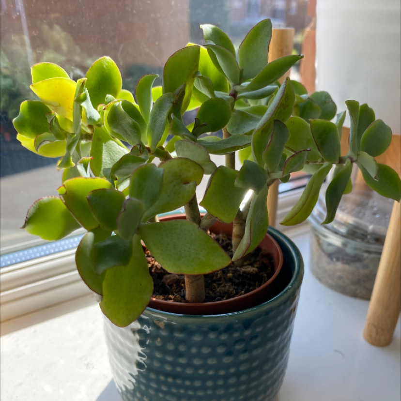 Ripple Jade plant in a pot on a windowsill with some yellowing leaves.