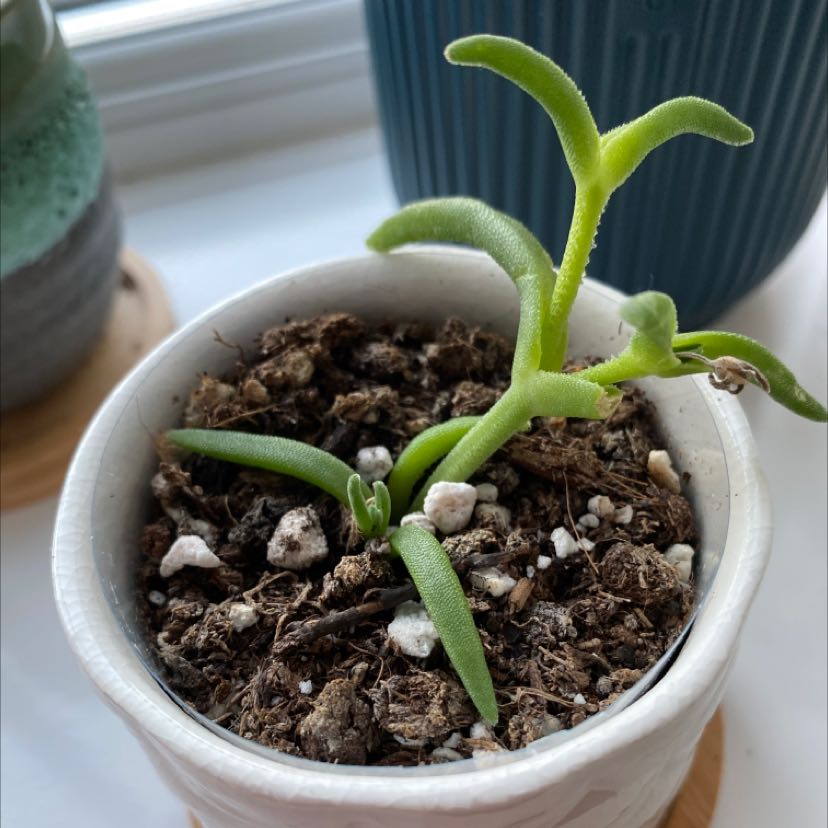 A healthy Iceplant in a white pot with visible soil and green leaves.