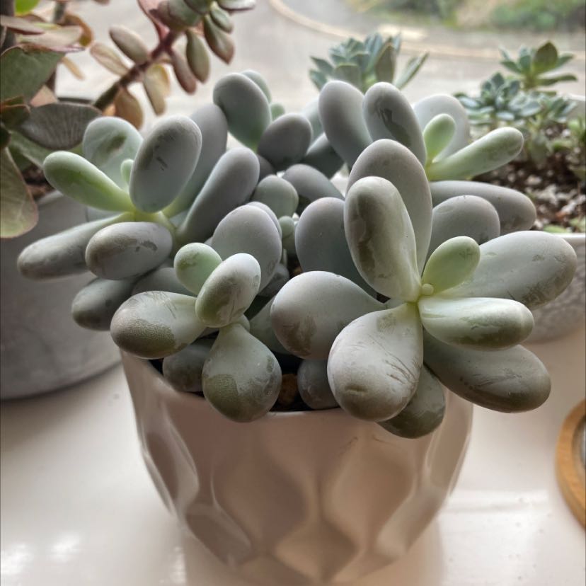 Photo of the plant species Moonstone by @Em-CH named Kesha on Greg, the plant care app