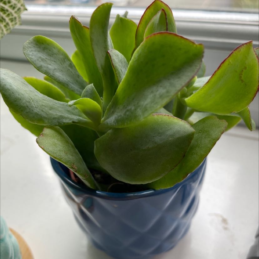 Ripple Jade plant in a blue pot with healthy green leaves and slight red edges.