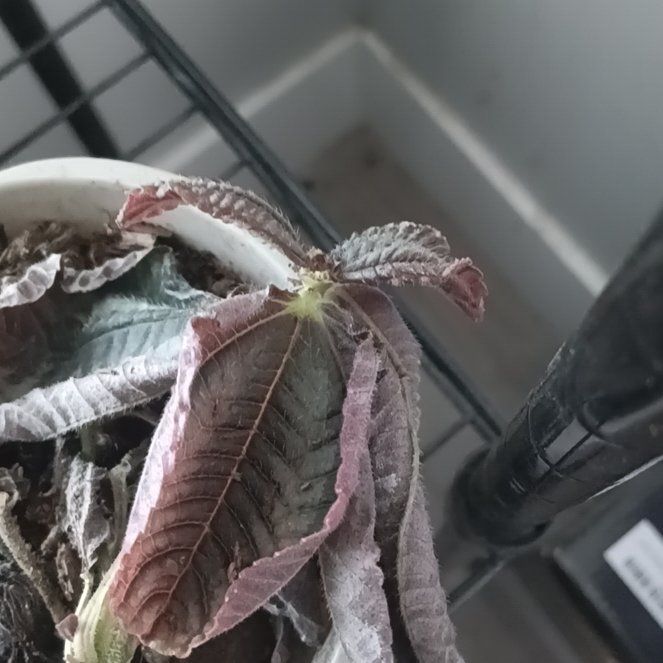Photo of the plant species Bellyache Bush by @YesGinseng77 named Queen on Greg, the plant care app