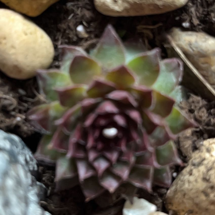 Photo of the plant species Sempervivum Globiferum by @GleefulCatpalm4 named Denali on Greg, the plant care app