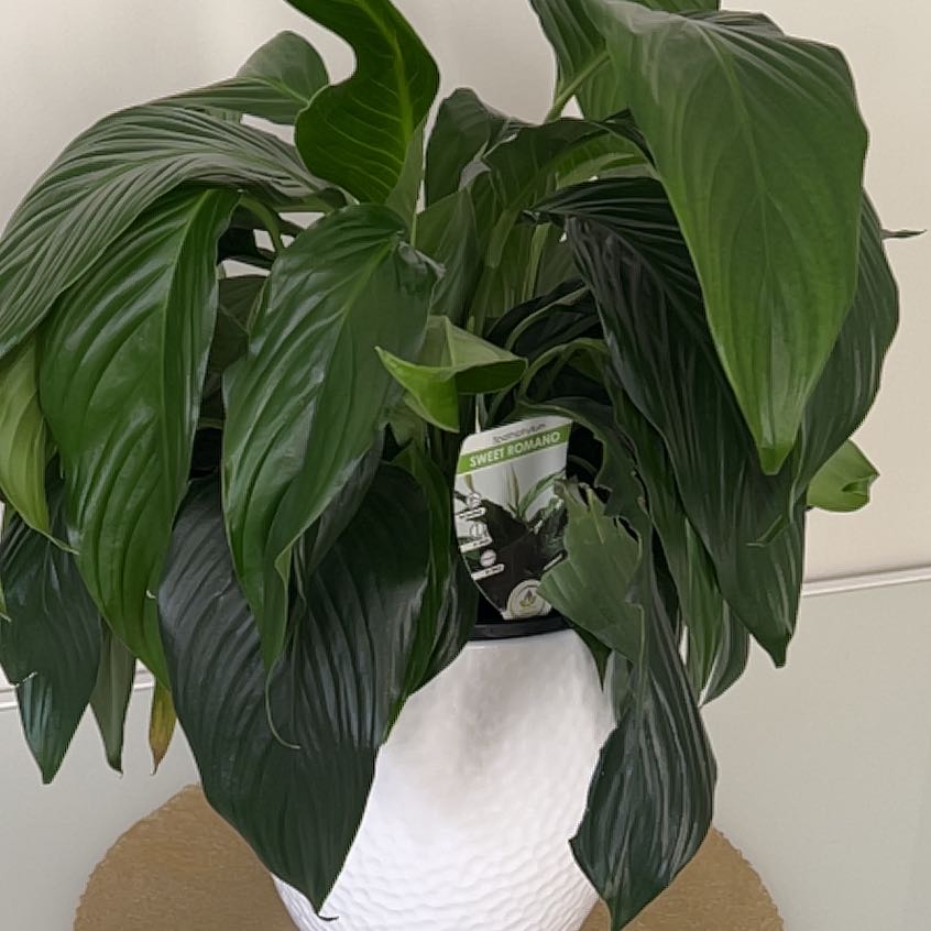 Photo of the plant species Sweet Romano Spathiphyllum by @UrbaneShadbush named Beckham on Greg, the plant care app